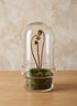 11in Tall Swazi Glass Terrarium, Large Decor Jamali Garden