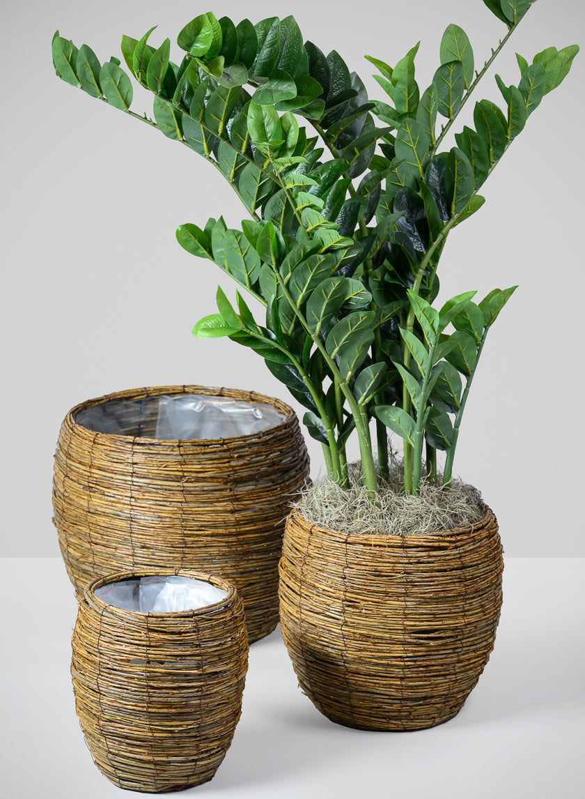 24in Tall Zanzibar Gem Plant In Pot Decor Jamali Garden