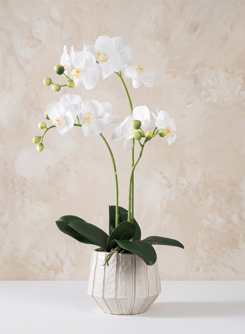23in Tall Real Touch 3 Stem Blooming Orchid Phalaenopsis in Decorative Ceramic Pot