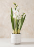 20.5in Tall Real Touch 2 Stem Cymbidium Orchid in Decorative Ceramic Pot Decor Jamali Garden