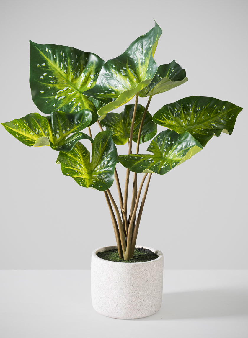caladium potted plant 22in Tall Real Touch 9 Stem Green Caladium in White Cement Pot