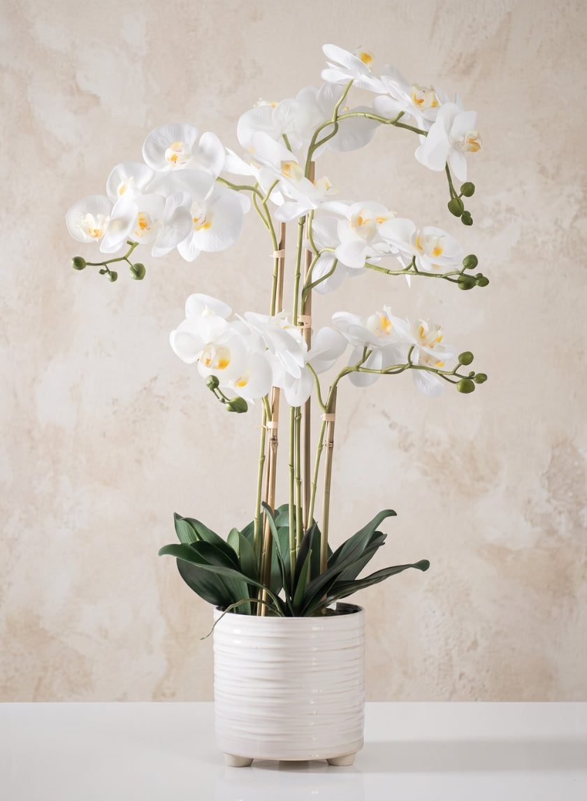 31in Tall Real Touch 5 Stem Blooming Orchid Phalaenopsis in Decorative Ceramic Pot