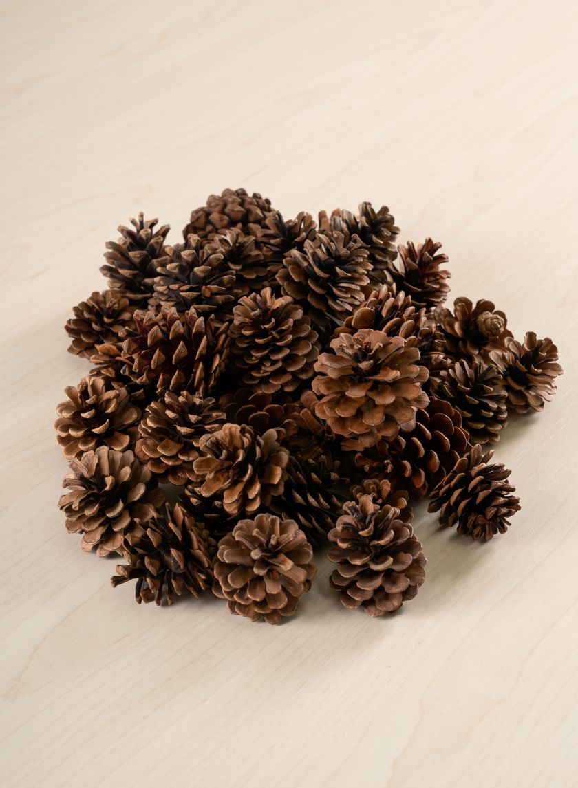 500G Small Natural Pinecones in Net Bag Decor Jamali Garden