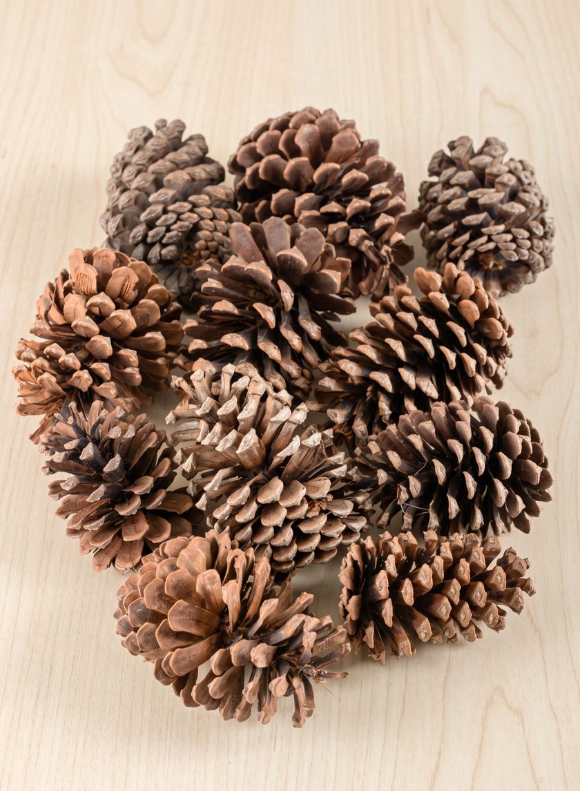 300G Sugar Pinecones in Net Bag Decor Jamali Garden