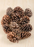 300G Sugar Pinecones in Net Bag Decor Jamali Garden