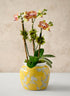 6in Tall Ming Safron Bell Ceramic Vase Decor Jamali Garden