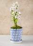 8in Tall Provence Ceramic Planter with Saucer Decor Jamali Garden