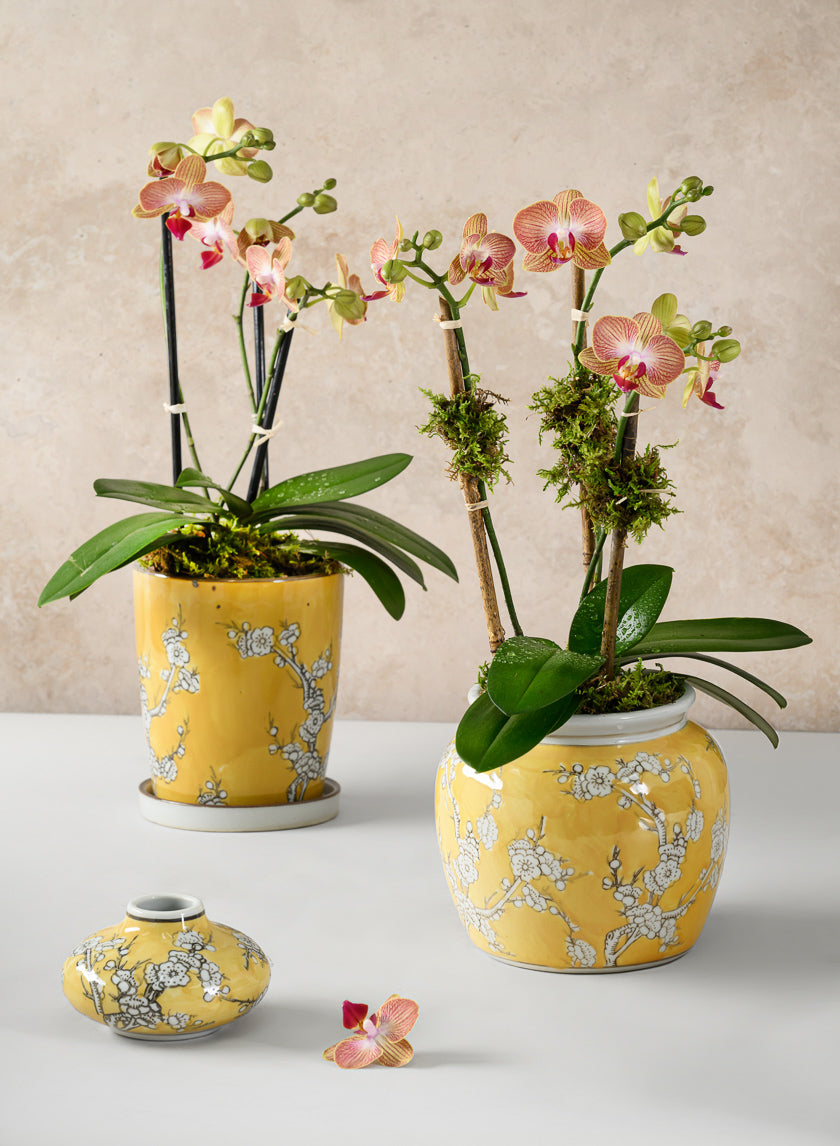 6in Tall Ming Safron Bell Ceramic Vase Decor Jamali Garden