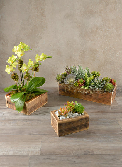 planting succulents in wooden box 7in Long Burnt Wood Box, Mini – Jamali Garden