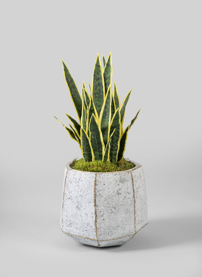 Kesari Aged White Fiberglass Planter Decor Jamali Garden