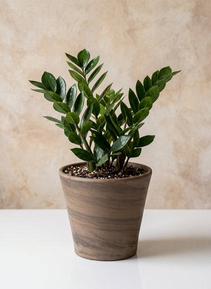 6in Tall Vaso Cono Duo Graphite Decor Jamali Garden