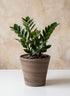 6in Tall Vaso Cono Duo Graphite Decor Jamali Garden