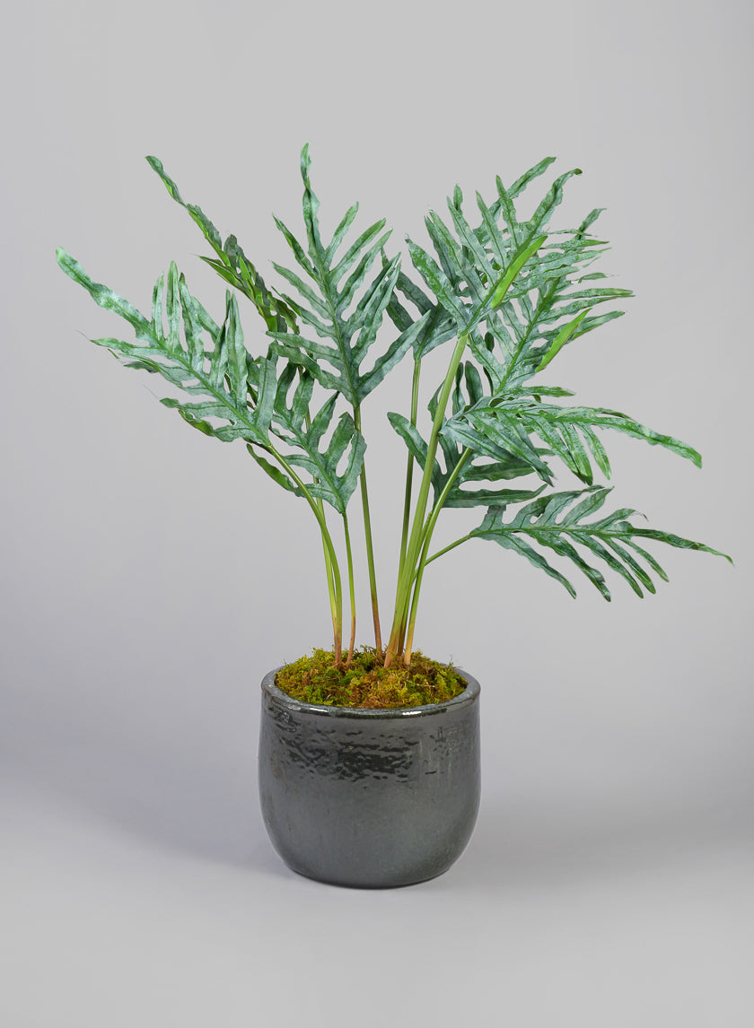 jade plant planters Deck Clay & Ceramic Planters, Bali Jade – Jamali Garden
