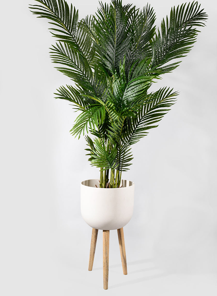 palm plant stand Shop 67 in Areca Butterfly Palm