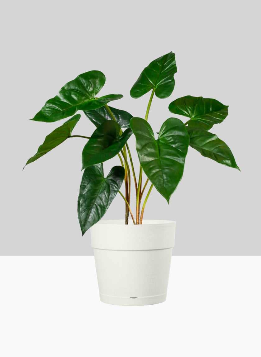 white plastic indoor plant pots Jamali Garden | Loft White Plastic Pot with Attached Saucer