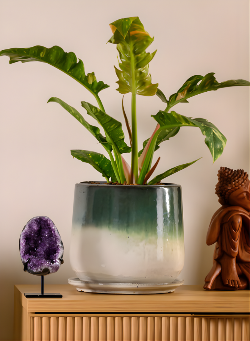 Banyan Running Jade Ceramic Pot with Saucer Decor Jamali Garden White/Teal 9in Tall - Small EACH