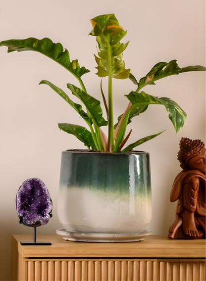 Banyan Running Jade Ceramic Pot with Saucer Decor Jamali Garden White/Teal 9in Tall - Small EACH