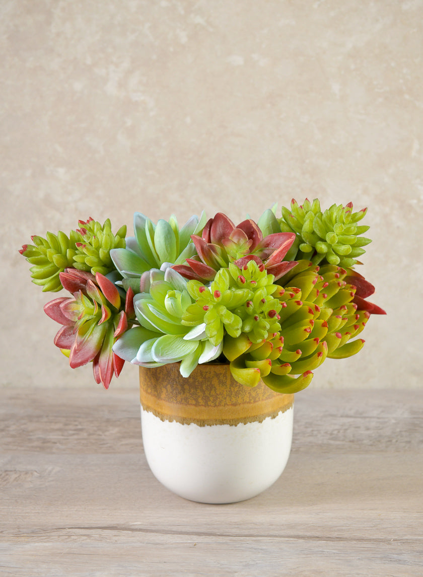 7in Long Red and Green Echeveria Spray, Case of 12 Decor Jamali Garden