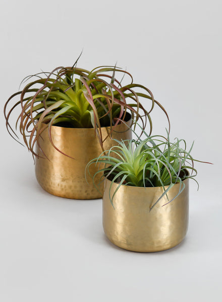 spicygem studs vase brass pot 鉢 Mサイズ Mysore Brass Look Aluminum Pot – Jamali Garden