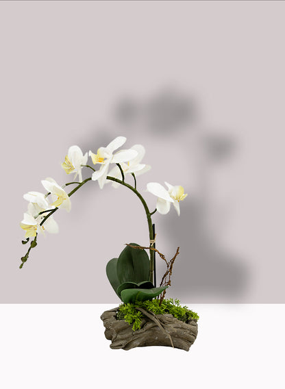 14in Tall White Phalaenopsis Orchid in Driftwood Planter Decor Jamali Garden