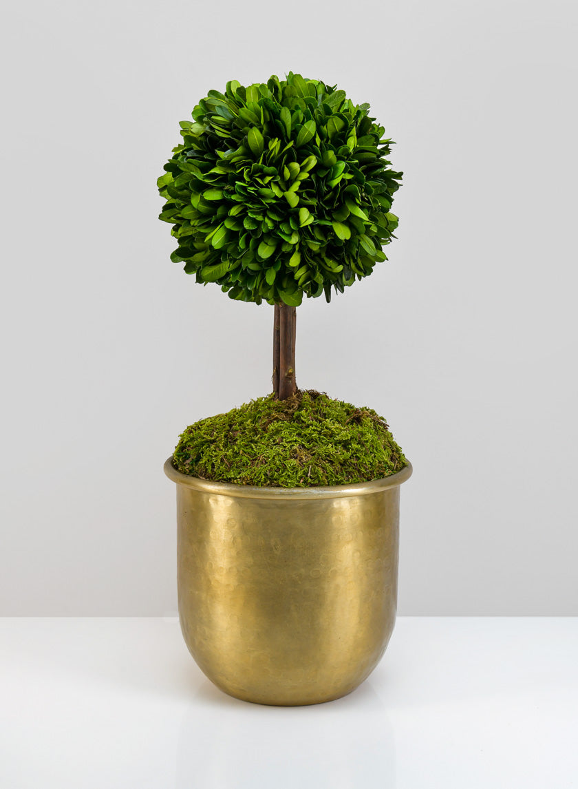 brass pots for indoor plants LuckNow Brass look Aluminum Pot – Jamali Garden