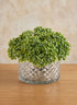 5.75in Wide Diamond Cut Glass Bowl Decor Jamali Garden