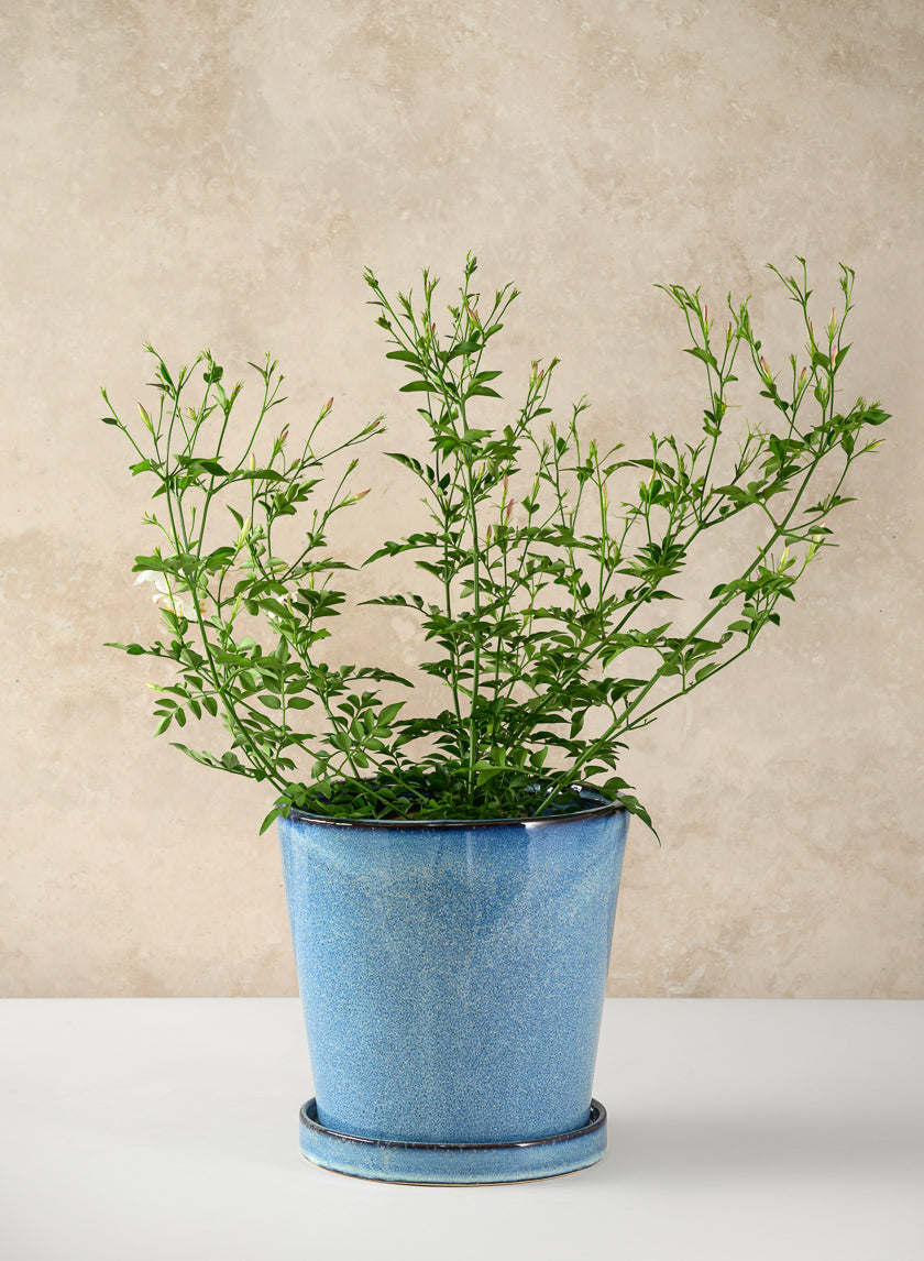 Ming Ceramic Pot with Saucer, Ice Blue Decor Jamali Garden