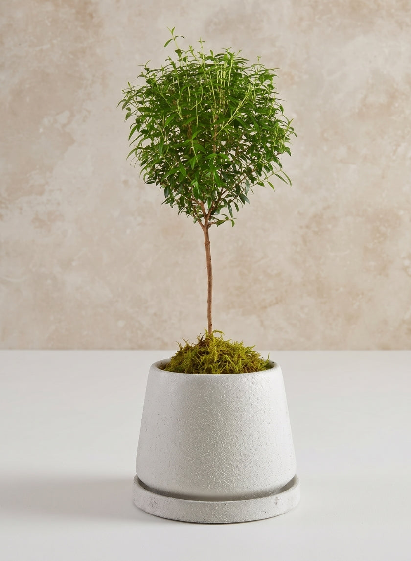 5.75in Tall Sigtura Sand White Indoor Ceramic Pot with Saucer Decor Jamali Garden
