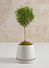 5.75in Tall Sigtura Sand White Indoor Ceramic Pot with Saucer Decor Jamali Garden