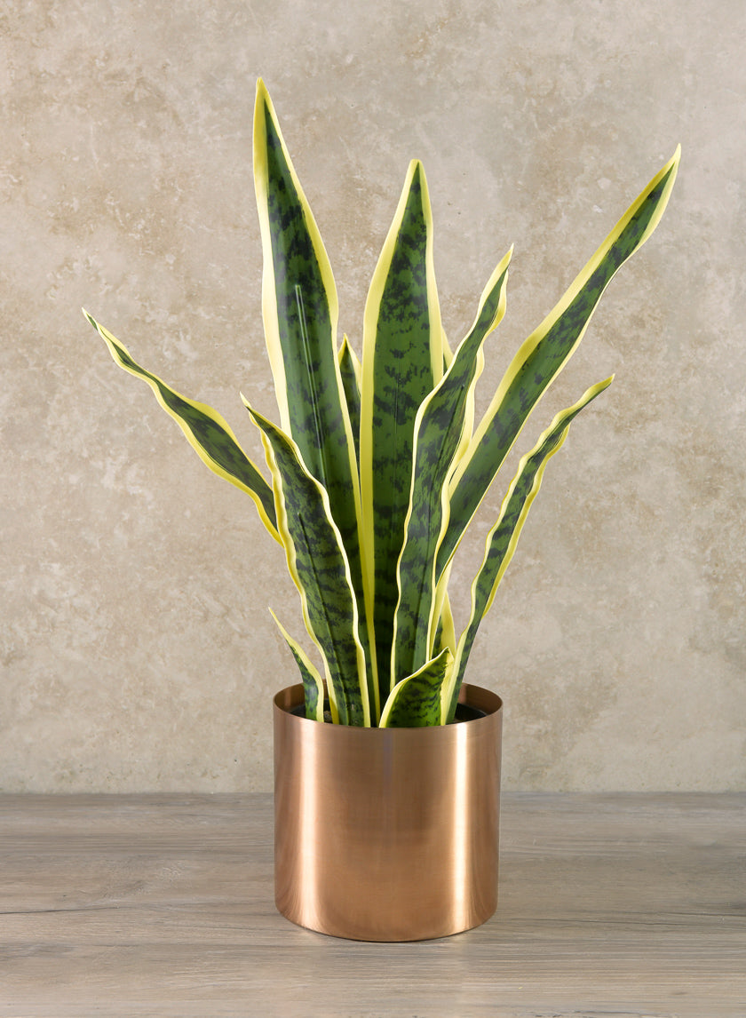 sansevieria nana 20in Tall Potted Real Touch Sansevieria, Case of 4