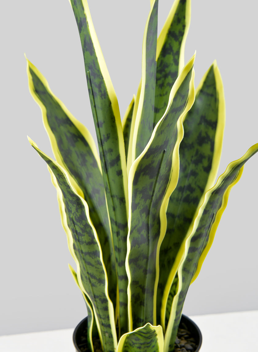 sansevieria nana 20in Tall Potted Real Touch Sansevieria, Case of 4 – Jamali Garden