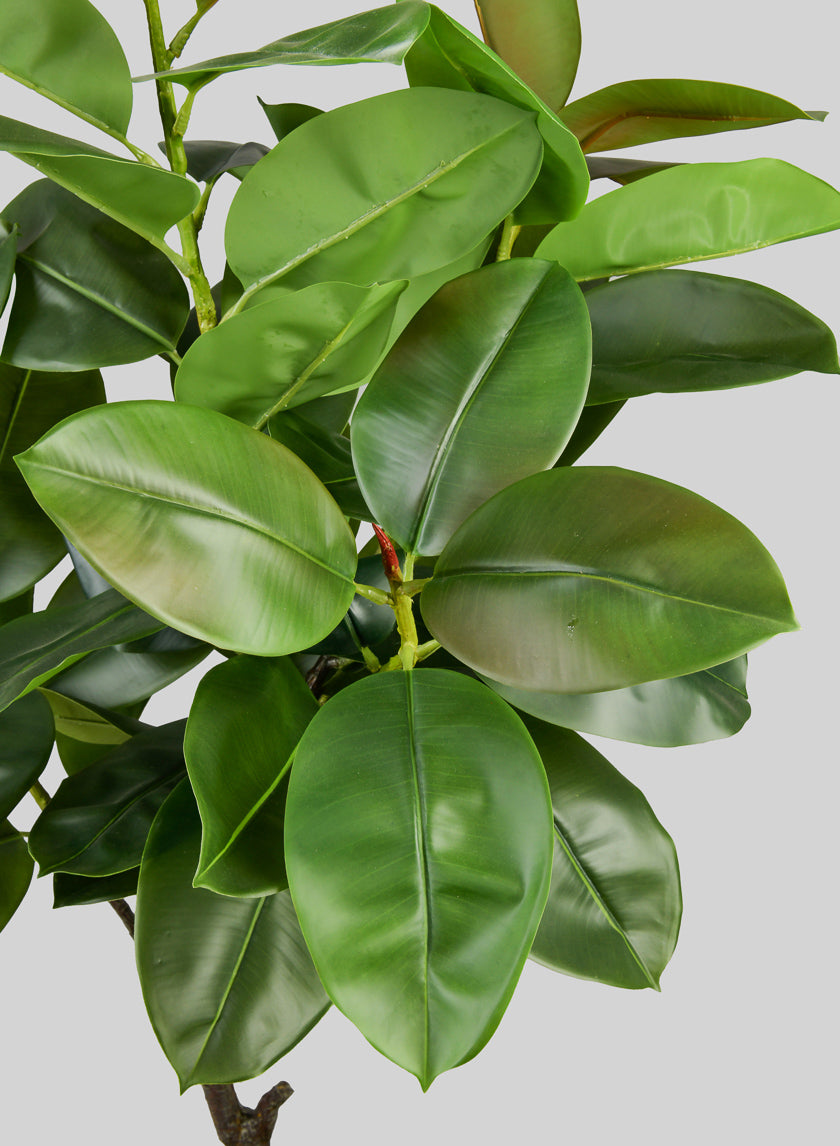 tall rubber tree for sale 5ft Tall Potted Real Touch Rubber Tree – Jamali Garden