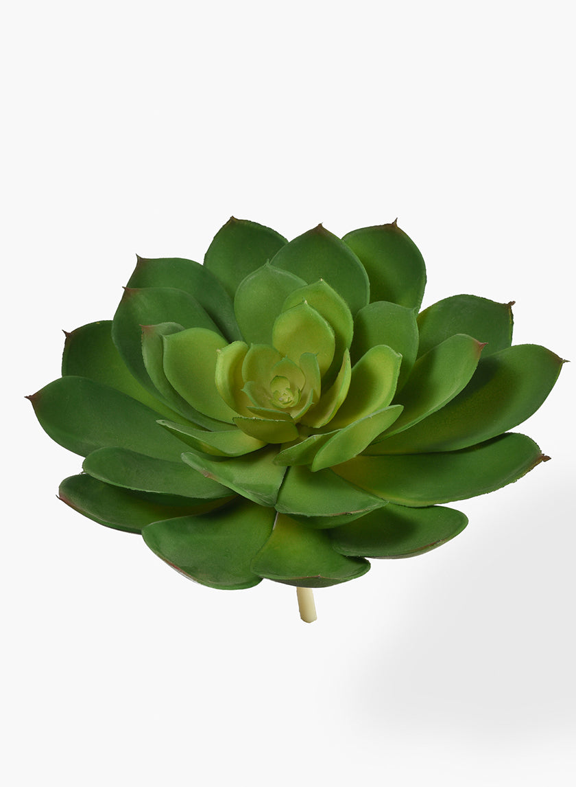 transparent succulent plants 8in Green Echeveria Succulent