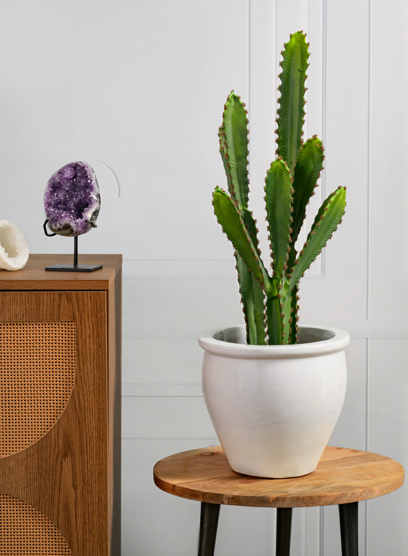 28in Tall San Pedro Desert Cactus Plant with Pot Decor Jamali Garden