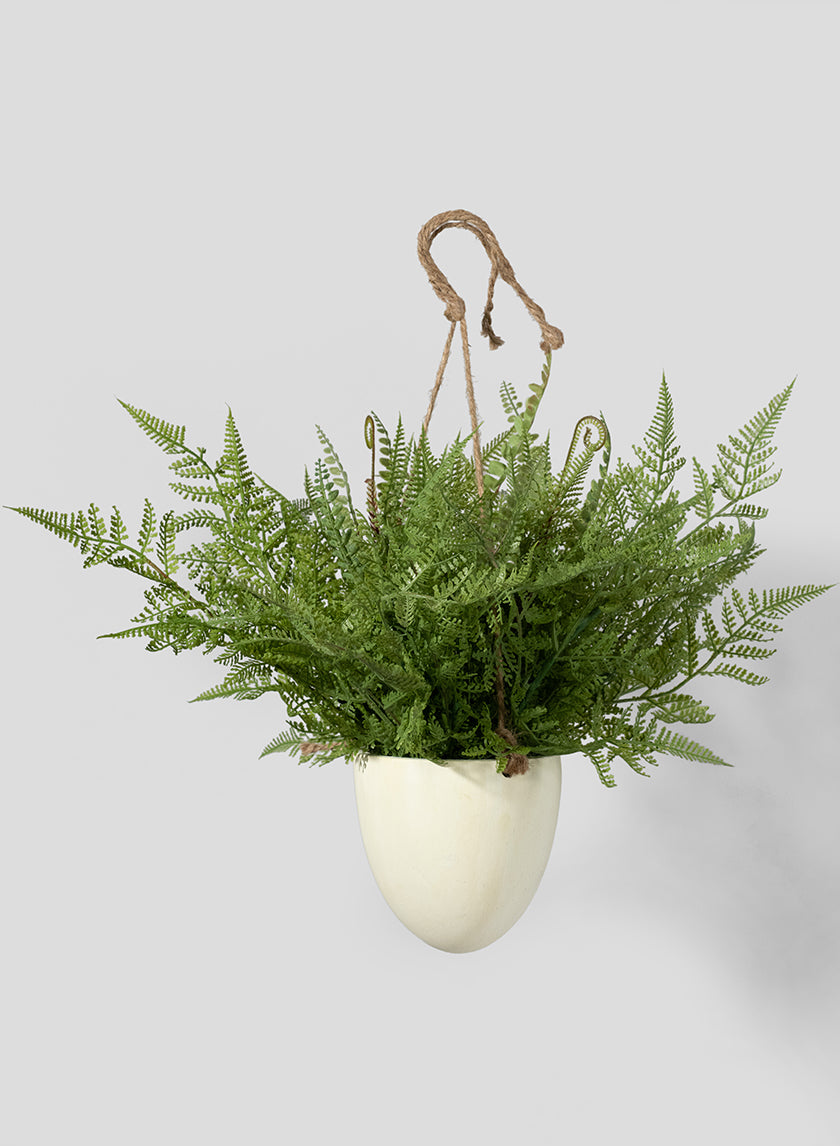 boston fern hanging plant 12in Tall Large Boston Fern in Hanging Pot – Jamali Garden