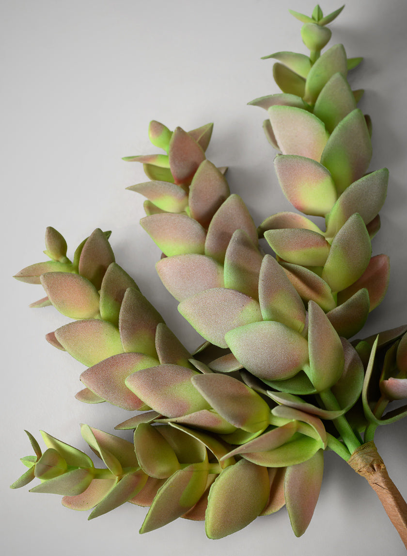 10in Long Trailing Succulent Pick, Case of 12 Decor Jamali Garden