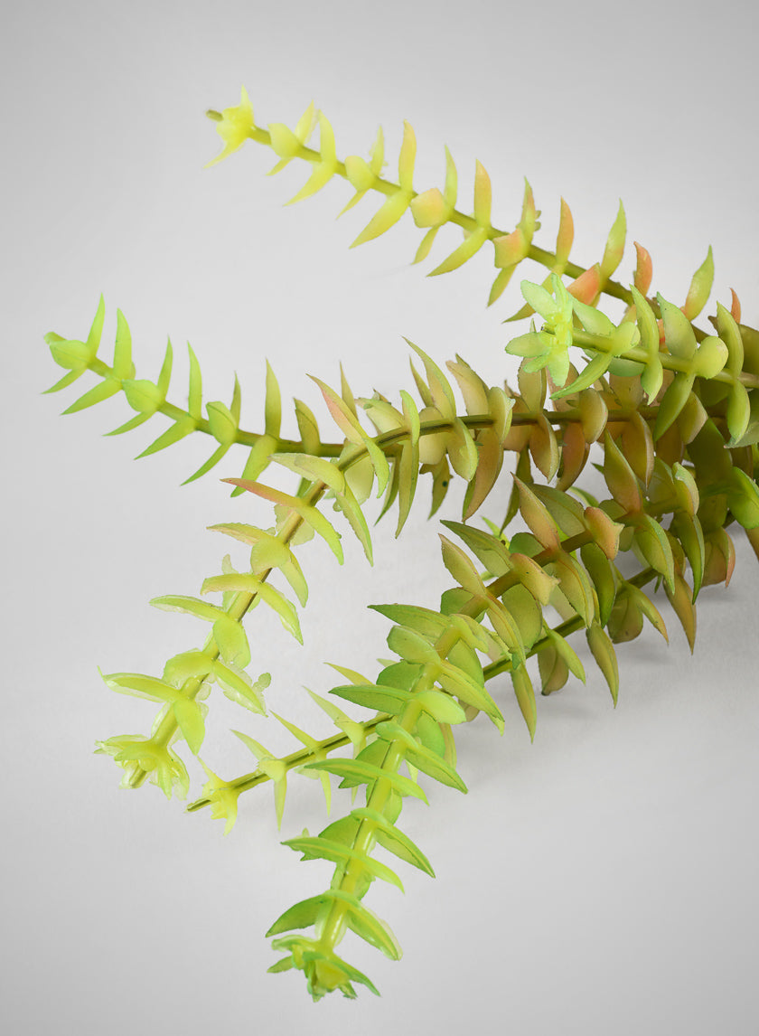 8in Long String of Buttons Succulent Pick, Case of 12 Decor Jamali Garden