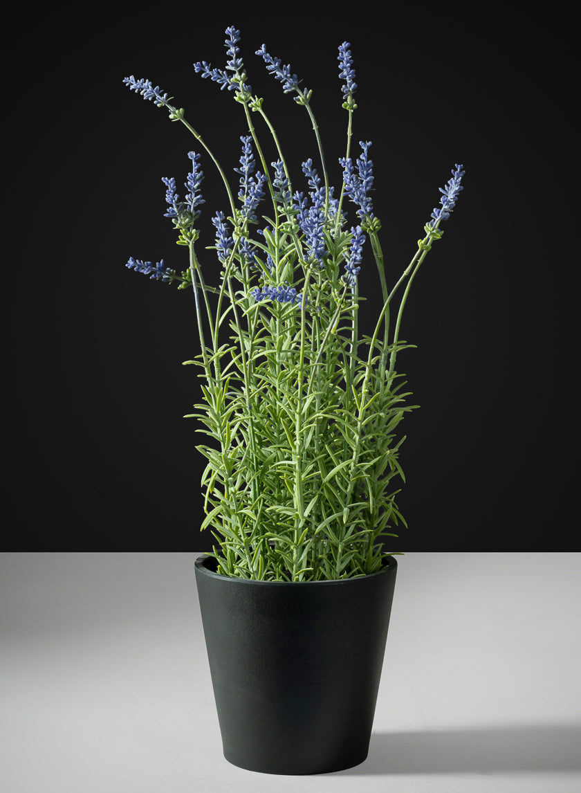 18in Tall Lavender Plant In a Black Pot Decor Jamali Garden