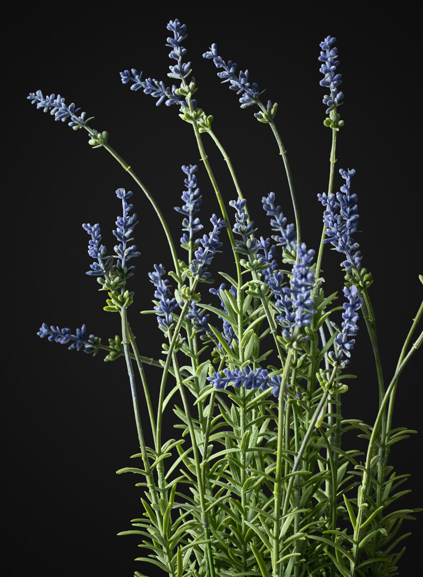 18in Tall Lavender Plant In a Black Pot Decor Jamali Garden