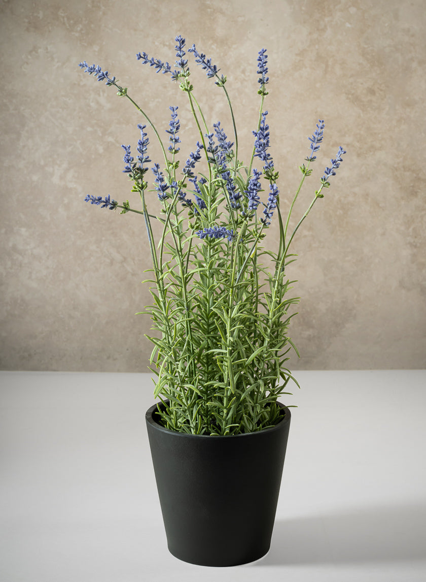 18in Tall Lavender Plant In a Black Pot Decor Jamali Garden