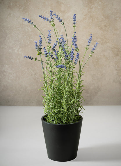 18in Tall Lavender Plant In a Black Pot Decor Jamali Garden