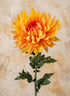 24in Spider Chrysanthemum, Sun Orange