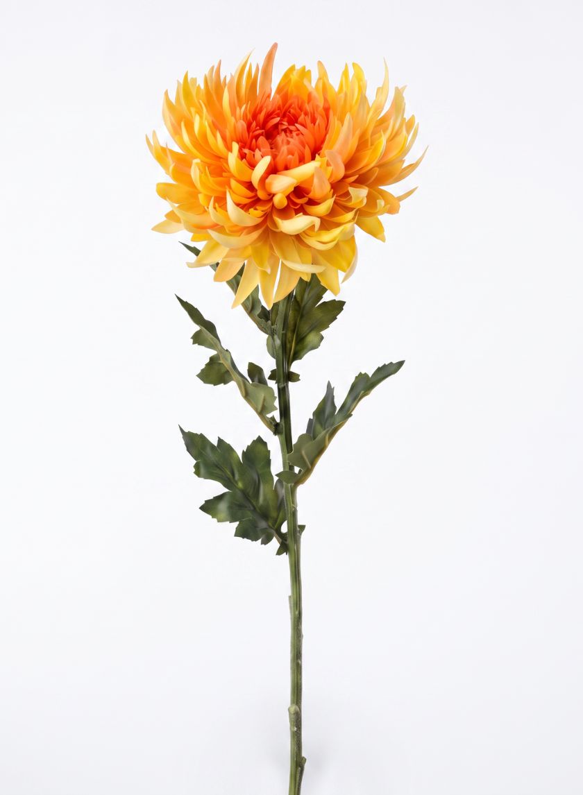 24in Tall Spider Chrysanthemum, Sun Orange