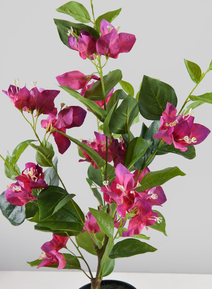 bugambilia plant in pot 26in Long Blooming Red Bougainvillea In a Pot – Jamali Garden