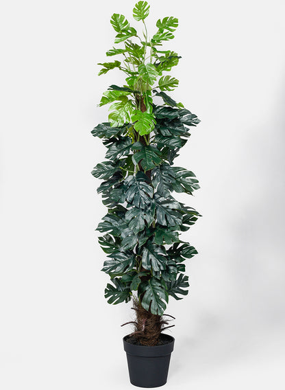 monstera or fiddle leaf fig 55in Monstera Plant | Faux Tropical Decor