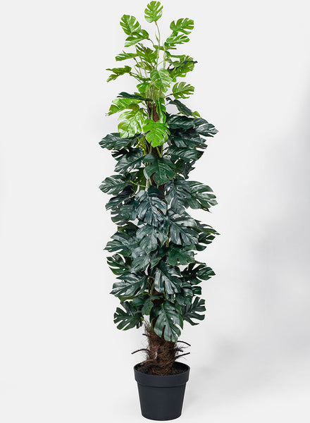 55in Monstera Plant | Faux Tropical Decor | Jamali Garden