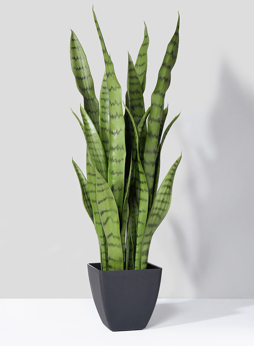 snake plants tall 28in Tall Sansevieria Trifasciata Snake Plant