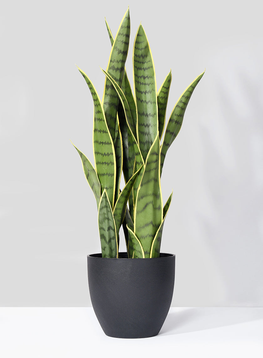 sansevieria modern 27in Tall Sansevieria Trifasciata Snake Plant