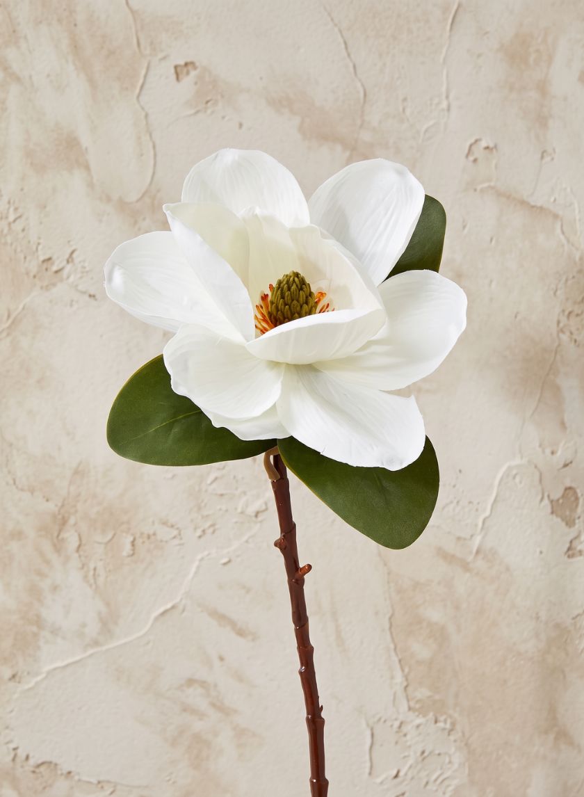 20in Long Magnolia, Case of 12