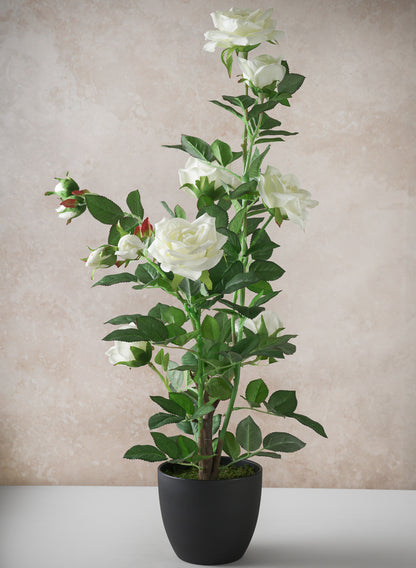 26in Tall White Garden Rose Plant In a Black Pot Decor Jamali Garden